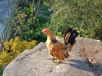 Serama — fotografija 3