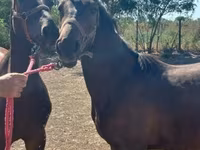 Kobila, Nonius horse — fotografija 7