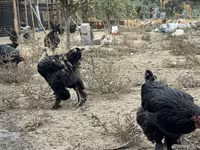 Chickens — fotografija 2