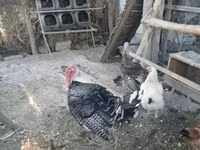Turkeys — fotografija 4
