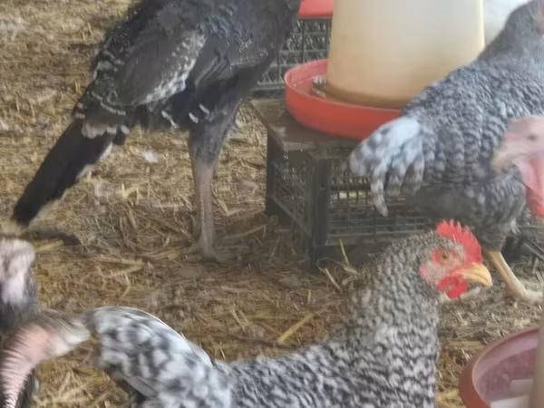 Turkeys
