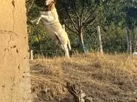 Carnero, Dorper sheep — foto 3