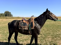 Pastuv, Karachay horse — fotografija 3