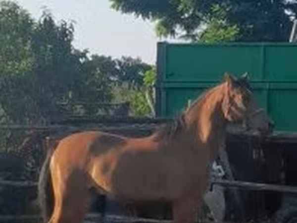 Kobila, Arabian horse