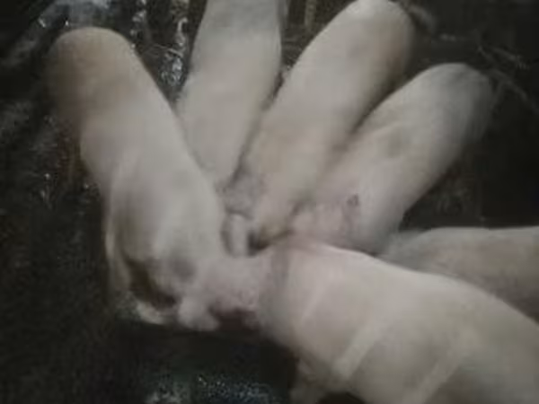 Porcs (lot, sexe non indiqué), 