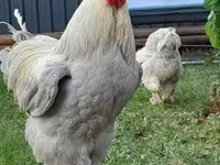 Brahma — Foto 4