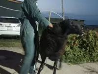 Ovan, Karakul sheep — fotografija 2