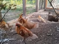 Chickens — 写真 2