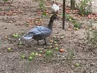 Ducks — photo 2