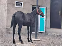 Pastuv, Thoroughbred horse — fotografija 3