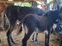 母马, Horses — 照片 2