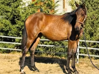 Kobila, Hungarian horse breed — fotografija 3