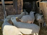 Oveja, Ovejas — foto 3