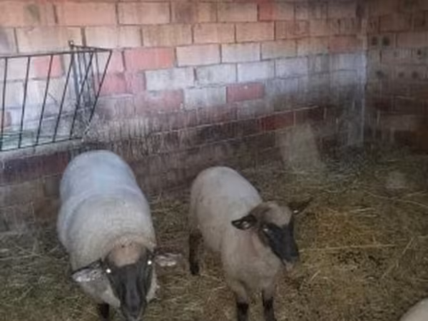 Qoyun, White Suffolk sheep — Macarıstan