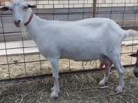 Коза, Saanen goat — фото 1