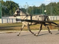 Kobyła, Konie — zdjęcie 5