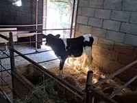 Buğa, Holştin irqi — foto 6