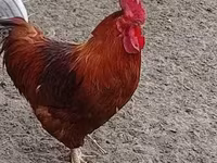 Chickens — الصورة 2