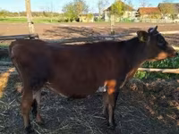 母牛, Limousin cow — 照片 1