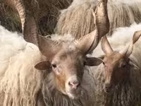 Oveja, Racka sheep — foto 5