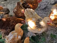 Pekinška bantam — fotografija 4