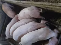 सूअर (लॉट, लिंग निर्दिष्ट नहीं), Дюрок — फ़ोटो 1