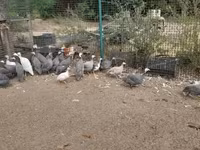Guinea fowl — 写真 2