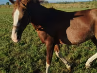Cheval, Chevaux — photo 3