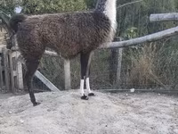 母骆驼, Camels — 照片 3
