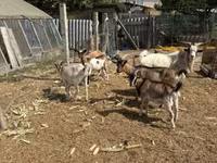 Billy Goat, Goats — photo 5
