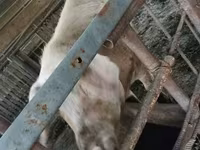 मादा सूअर, Крупная белая — फ़ोटो 4