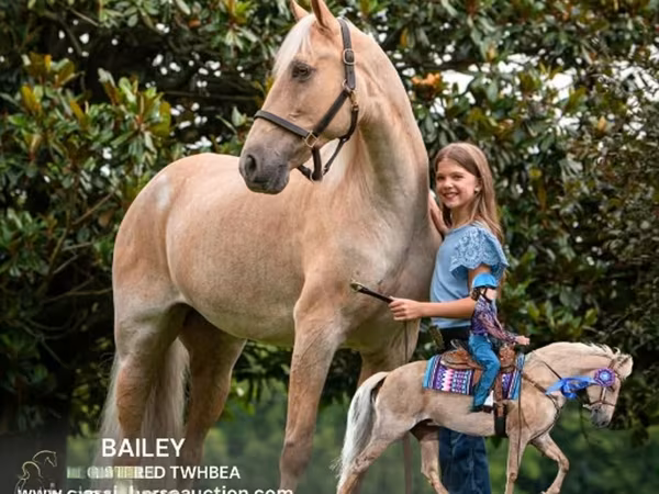 Kobila, Palomino