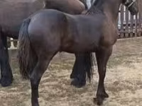 Mare, Friesian — photo 1