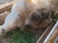 Brahma — foto 4