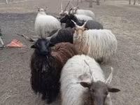كبش, Racka sheep — الصورة 1