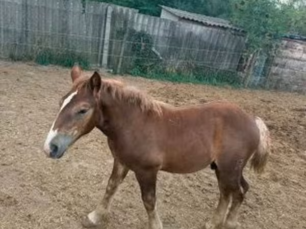 حصان, Hungarian horse breed