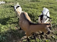 母山羊, Goats — 照片 3