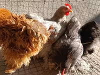 Pekinška bantam — fotografija 4
