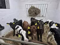 雄牛, Russian Black pied cattle — 写真 4