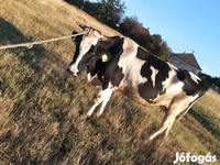 公牛, Simmental cattle — 照片 6