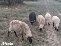 母牛, Cattle — 照片 6