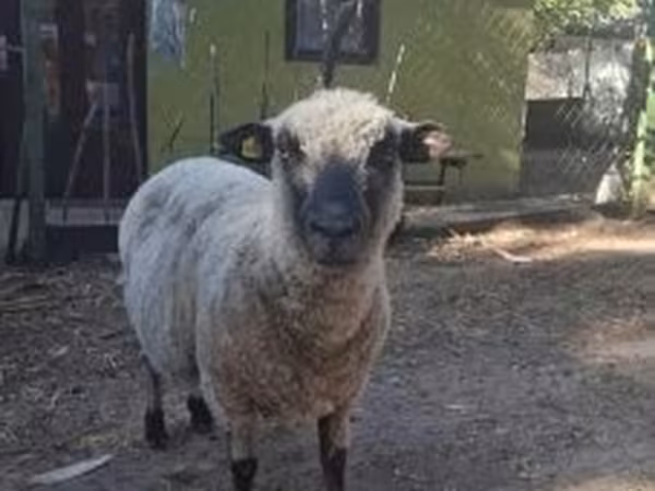 Баран, Шропшир овца