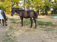 At, Nonius horse — foto 2