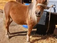 Koń, Konie — zdjęcie 3