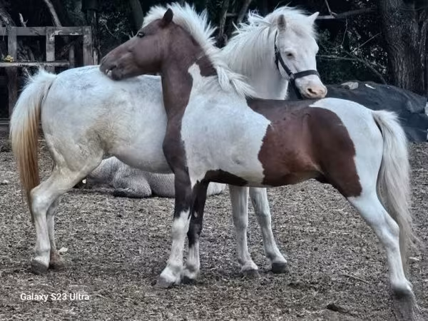 Égua, Welsh Mountain Pony