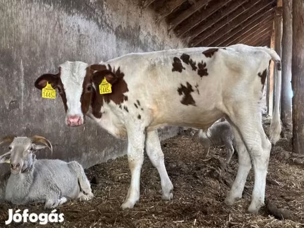 Byk, Simmental cattle — Węgry