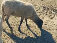 Қой, Tsigai sheep — 2-сурет