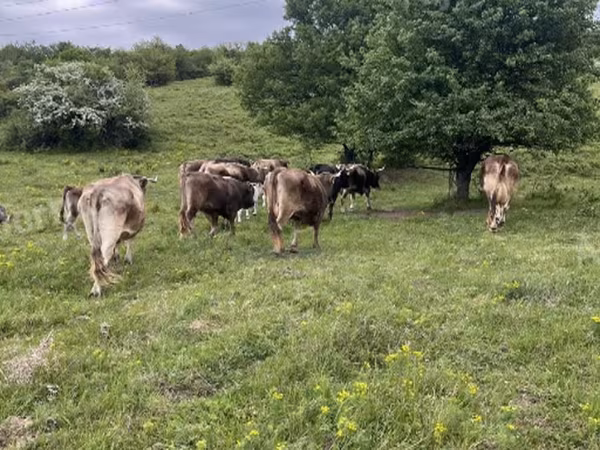 Bulle, Braune Karpatenrasse