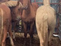 At, New Altai Horse — foto 3