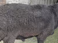 Widder, Hissar sheep — Foto 5